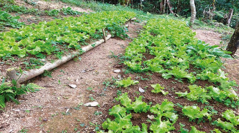 Alface orgânica produzida em sistema de Organização de Controle Social no Estado de SP (Foto: Ana Maio/SFA-SP)