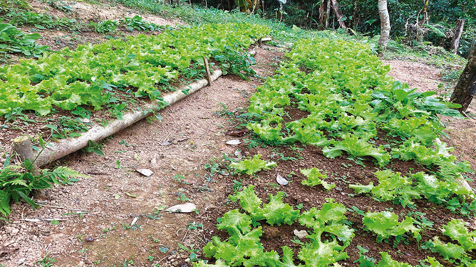 Alface orgânica produzida em sistema de Organização de Controle Social no Estado de SP (Foto: Ana Maio/SFA-SP)