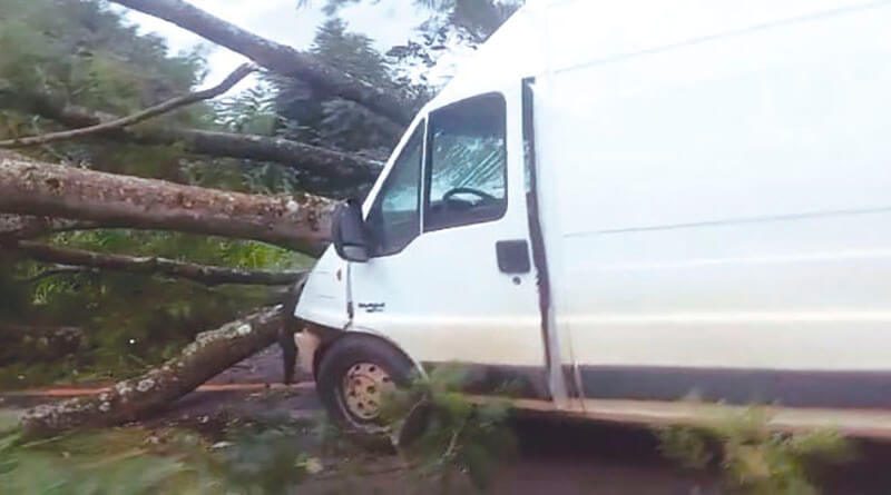 Cajuru em notícia: Árvore de grande porte caiu e rodovia ficou interditada