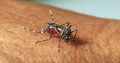 Mosquitos da dengue estão sobrevoando em Cajuru