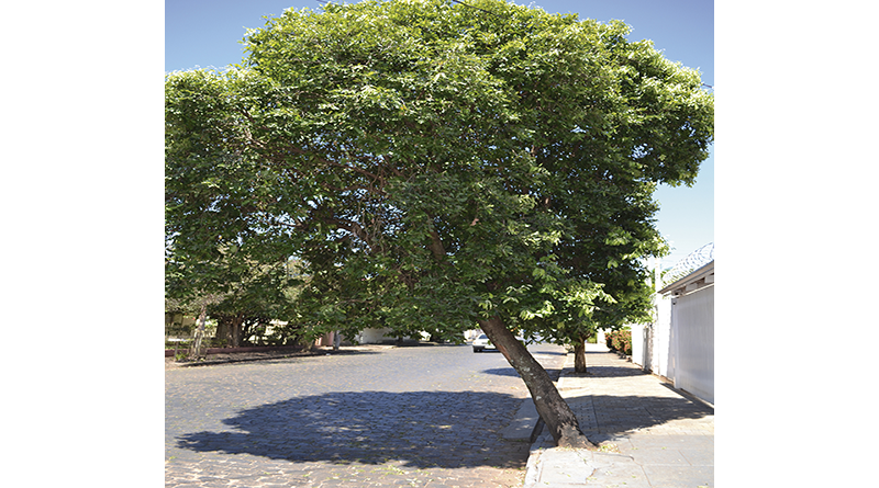 Comparando com a outra árvore, existente a poucos metros de distância, pode-se ter noção do grau de inclinação do Oiti