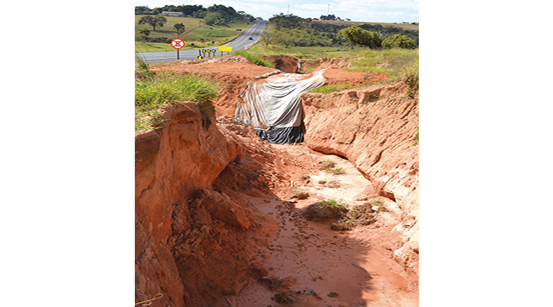 Depois de provocar um crime ambiental no córrego logo abaixo, se não for contida, a voçoroca atingirá a rodovia a poucos metros (Comparando com a outra árvore, existente a poucos metros de distância, pode-se ter noção do grau de inclinação)