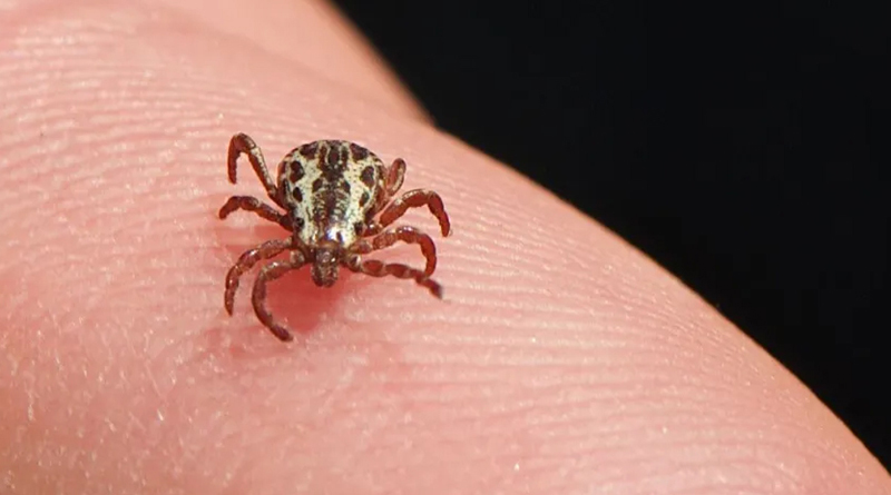 Febre Maculosa um perigo fatal que ronda zona rural principalmente beiras de córregos e rios