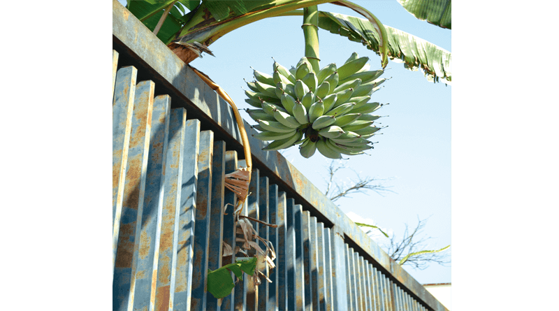 Cacho de banana chama atenção no centro da cidade