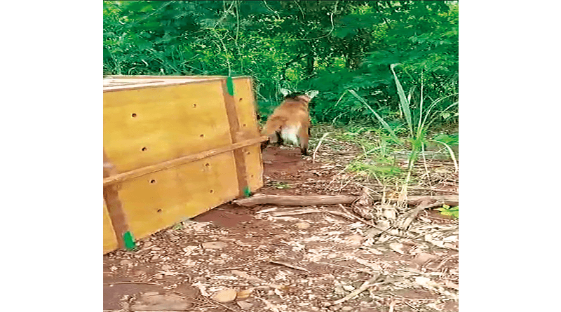 Lobo-guará foi reintroduzido à natureza em Cajuru