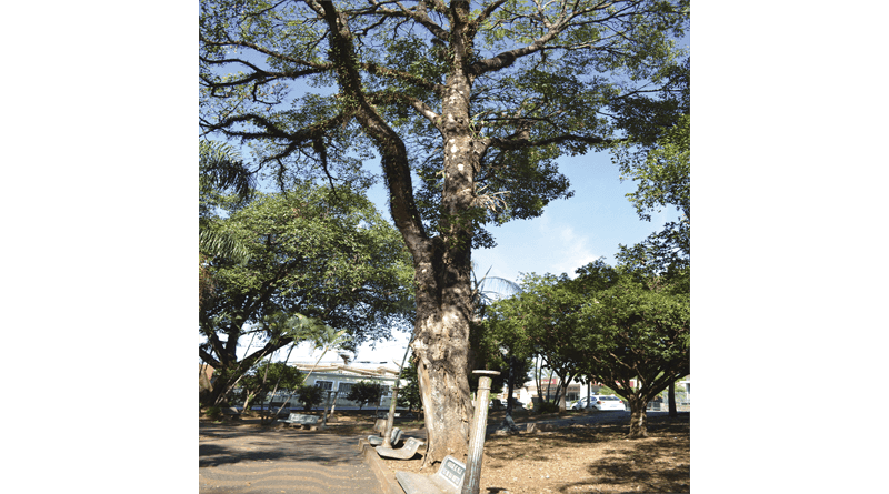 A base que dá sustentação ao ipê já esta com rachaduras e totalmente comprometida
