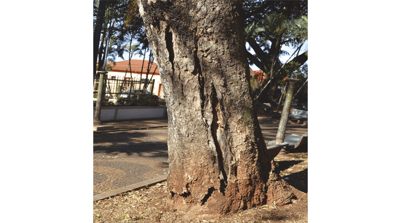 A base que dá sustentação ao ipê já esta com rachaduras e totalmente comprometida