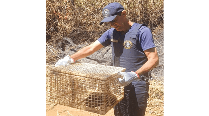 Filhote de macaco prego foi salvo por GCMs