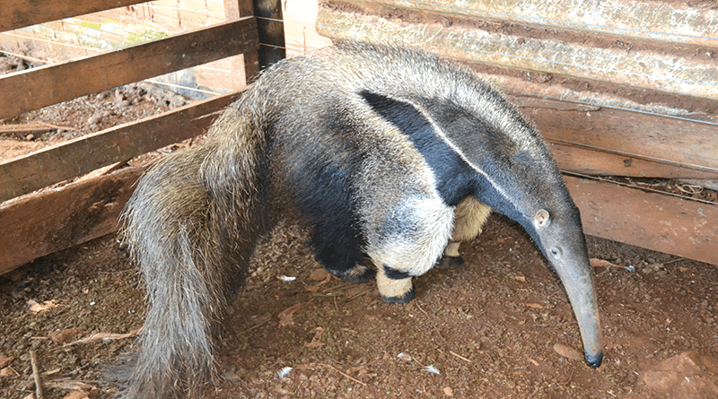 Com a pata dianteira esquerda ferida ele foi conduzido por bombeiros e Guardas Municipais para o zoológico de Ribeirão