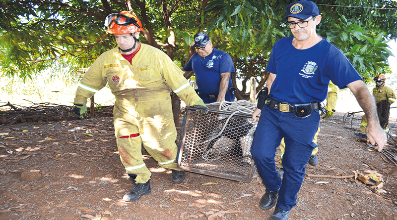 Com a pata dianteira esquerda ferida ele foi conduzido por bombeiros e Guardas Municipais para o zoológico de Ribeirão