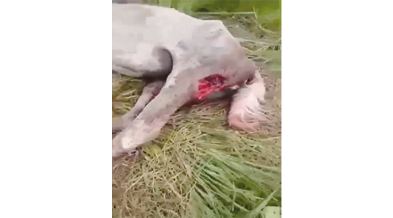 Estória de cavalos atacados por onça é fake news