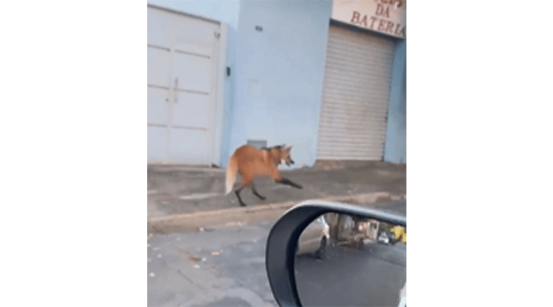 Muito assustado, o lobo desapareceu após rápida visita matinal