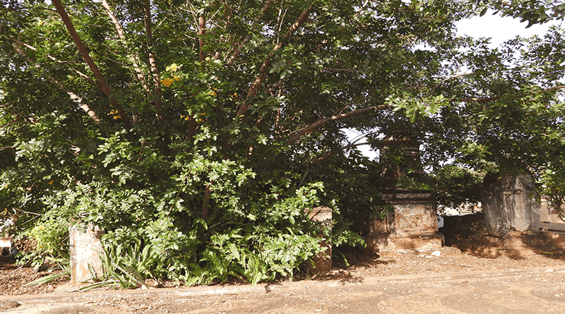 São goiabeiras, figueiras, aroeiras pimenteiras, murtas e até amoreiras que vão sendo espalhadas através das sementes pelas aves que habitam aquele espaço.