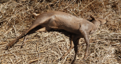 Veado-catingueiro encontrado morto por atropelamento Agil de discreto, ele é essencial para o equilibrio ecológico, ajudando na dispersão de semetes. Esta espécie esta classificada como vulnerável
