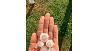 Tempestade de vento e granizo atingiu cafezais e hortas de verduras