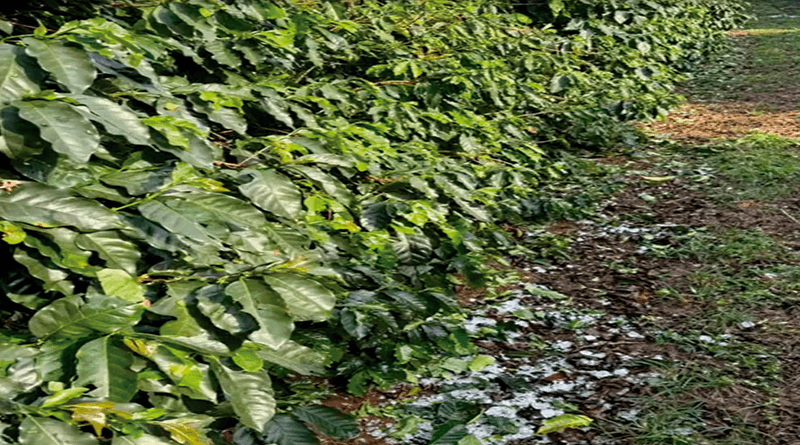 Tempestade de vento e granizo atingiu cafezais e hortas de verduras